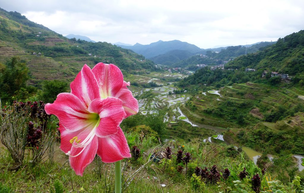 Ancient Old Rice Terraces of Banaue, The Phillipines