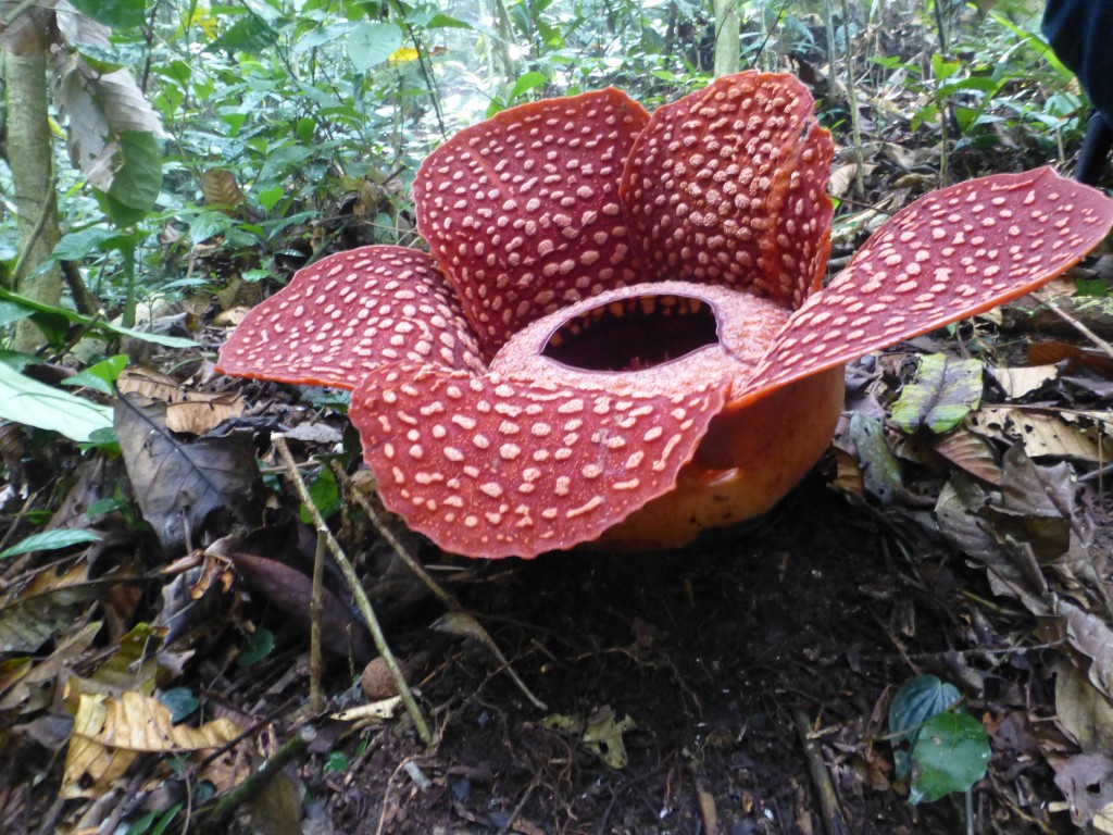 Rafflesia Biggest Flower in the World Indonesia Safe