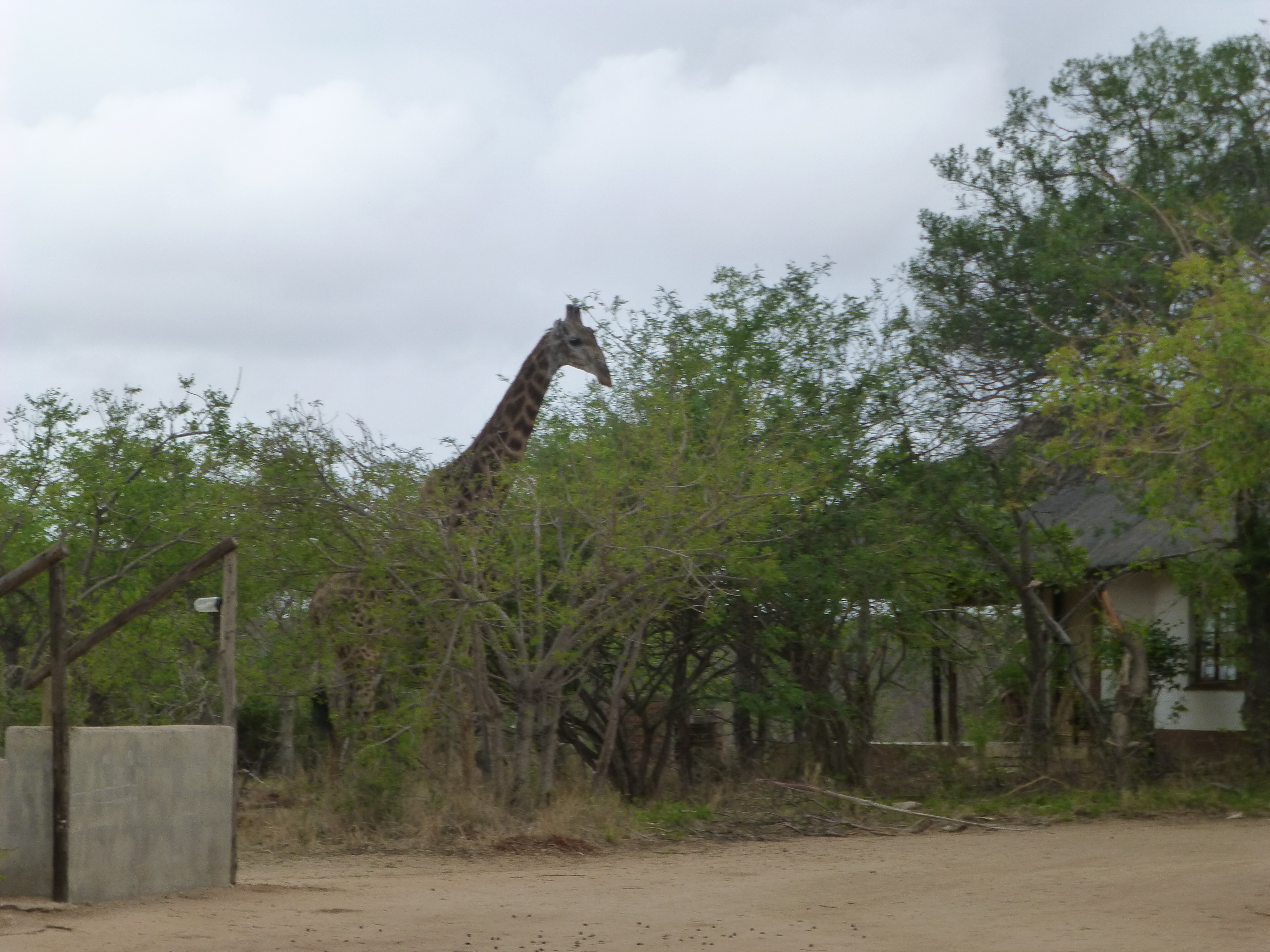 Safari at Tremisana Lodge - SA