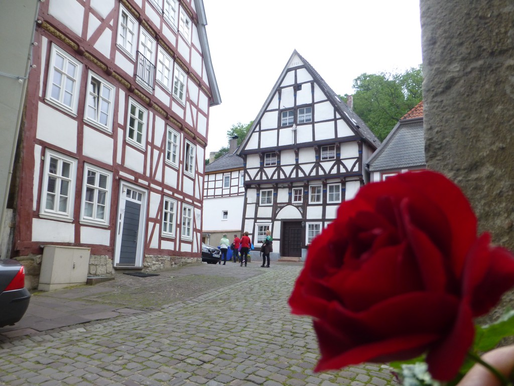 Rose in Warburg