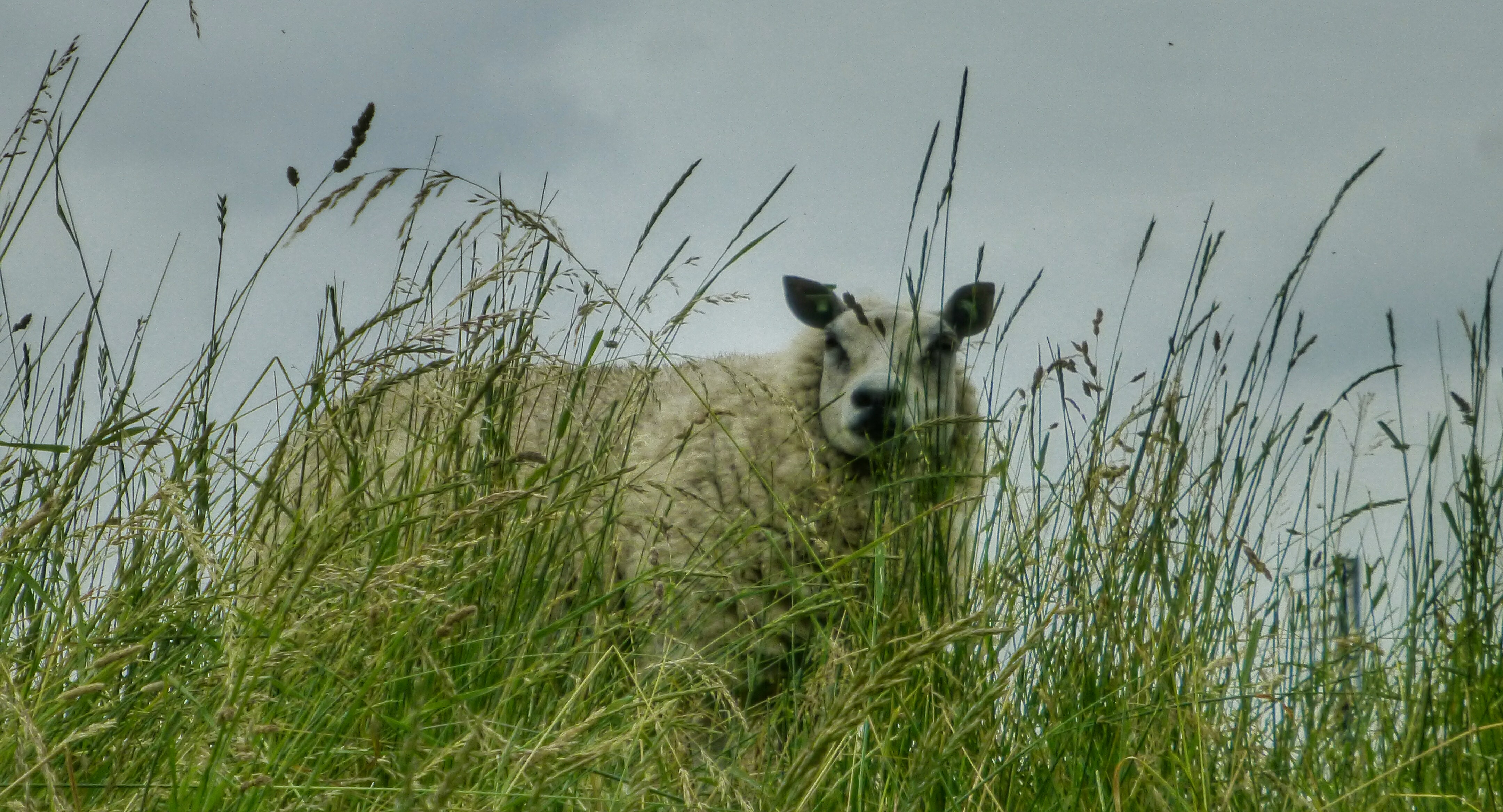 Volendam sheep