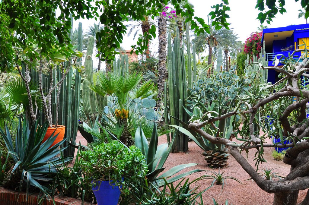 Jardin Majorelle Marrakesh