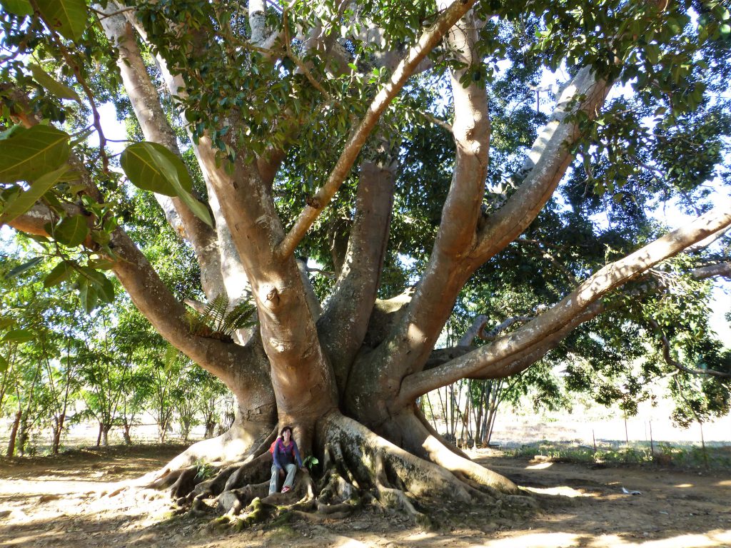 2 dgn hiken nabij Hsipaw - Myanmar