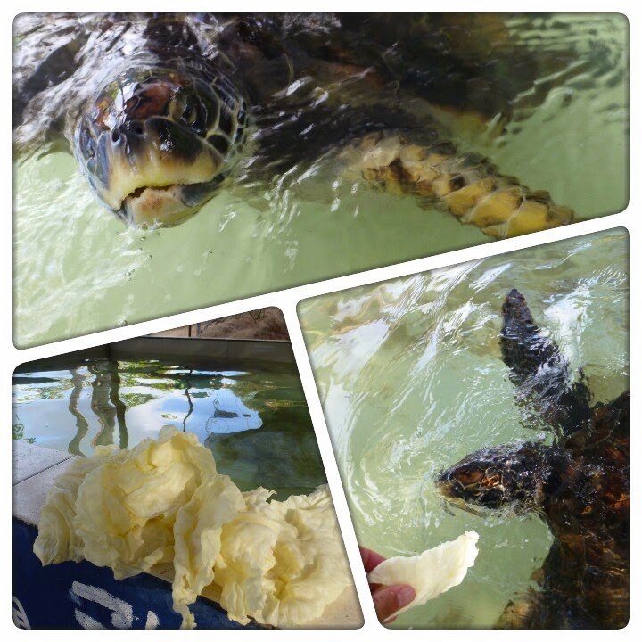 Juara Turtle Project - Tioman Island, Maleisie