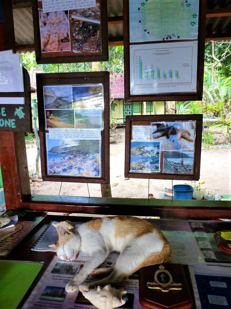 Vrijwilligerswerk tijdens je backpackreis. Ik ging werken bij het Juara Turtle Project op Tioman Island - Maleisië