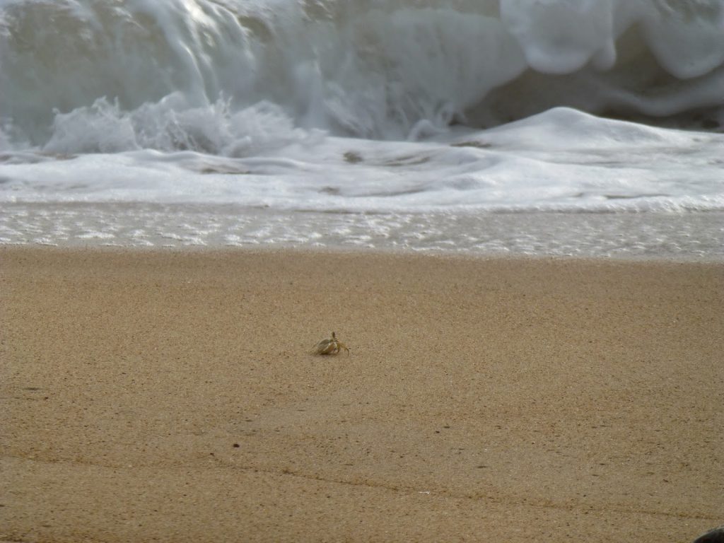 Vrijwilligerswerk tijdens je backpackreis. Ik ging werken bij het Juara Turtle Project op Tioman Island - Maleisië