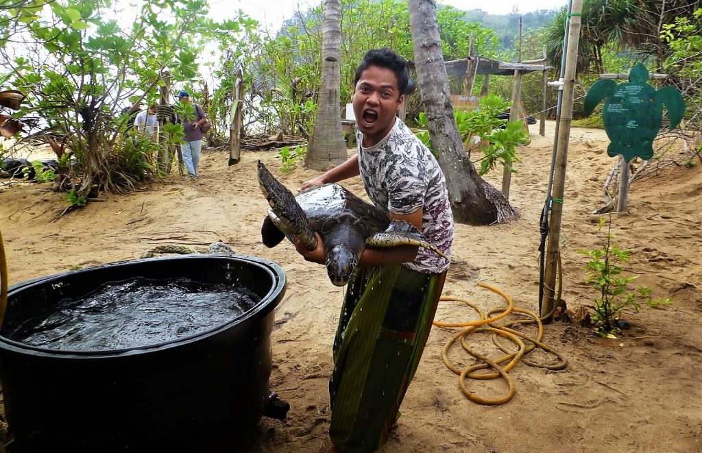 Juara Turtle Project - Tioman Island, Malaysia