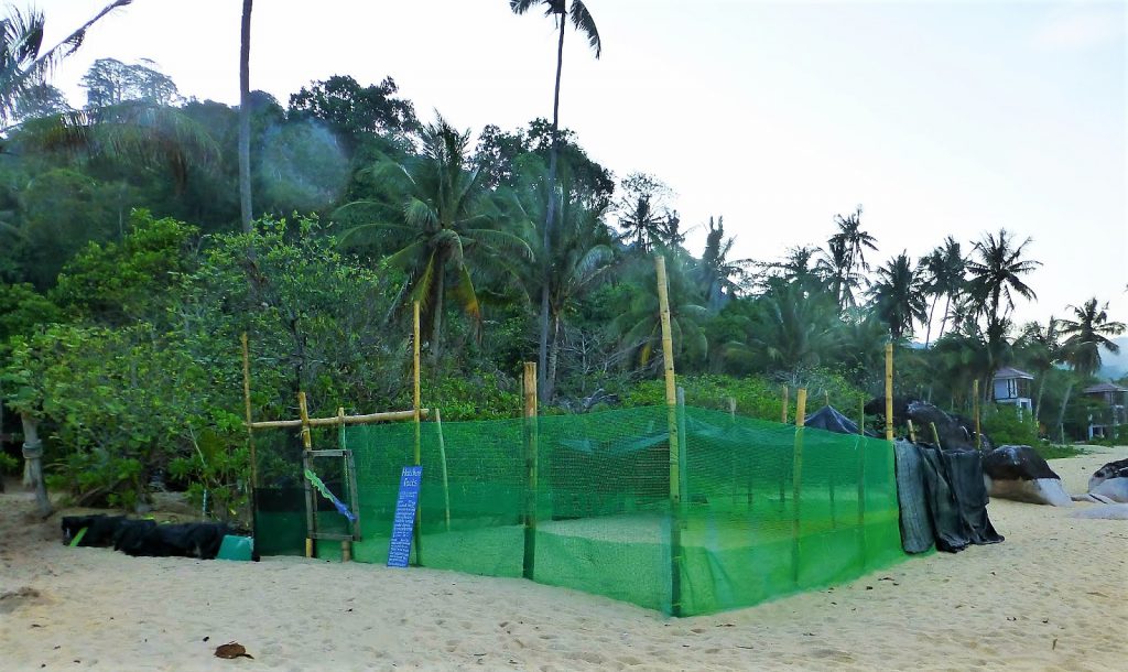 Vrijwilligerswerk tijdens je backpackreis. Ik ging werken bij het Juara Turtle Project op Tioman Island - Maleisië