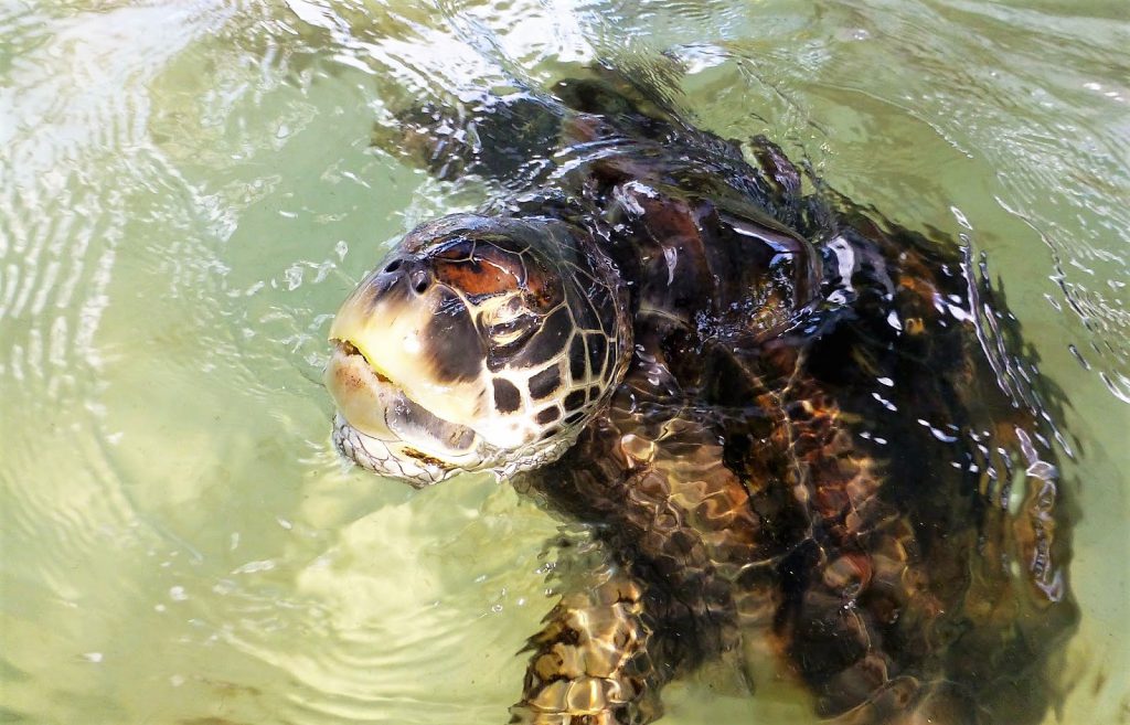 Vrijwilligerswerk tijdens je backpackreis. Ik ging werken bij het Juara Turtle Project op Tioman Island - Maleisië