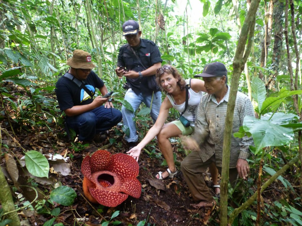 Rafflesia: Biggest Flower in the World - Indonesia