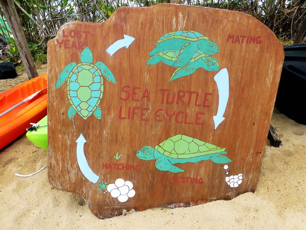 Juara Turtle Project - Tioman Island, Malaysia