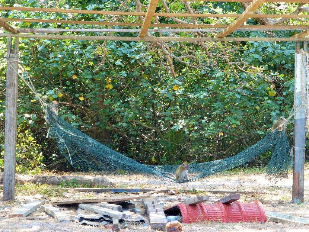 Hiken in het Nationaal Park Pulau Penang, Maleisie 