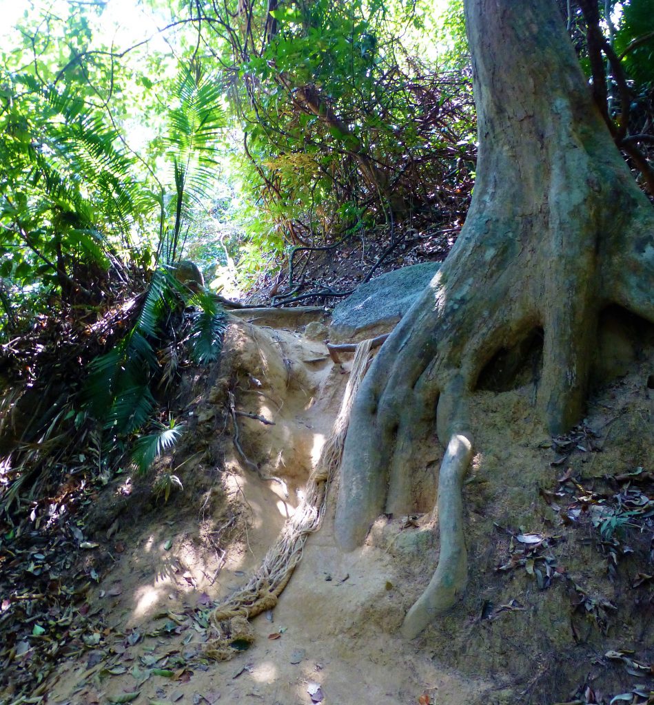 The National Park on Pulau Penang - Malaysia