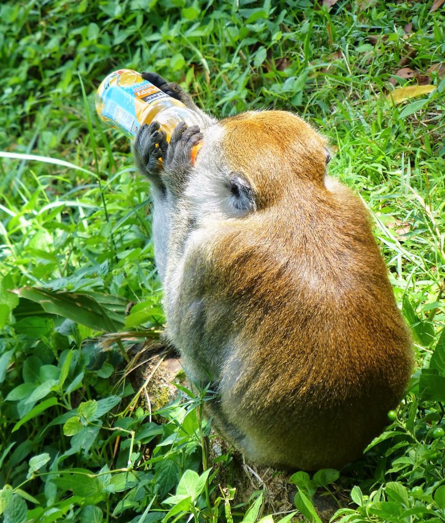 Harau Valley - Sumatra, Indonesia