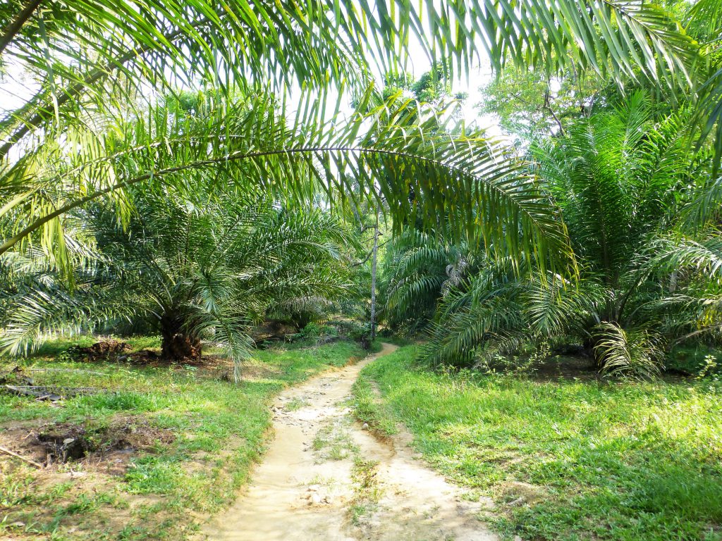 Bezoek aan de Vleermuisgrot in Bukit Lawang