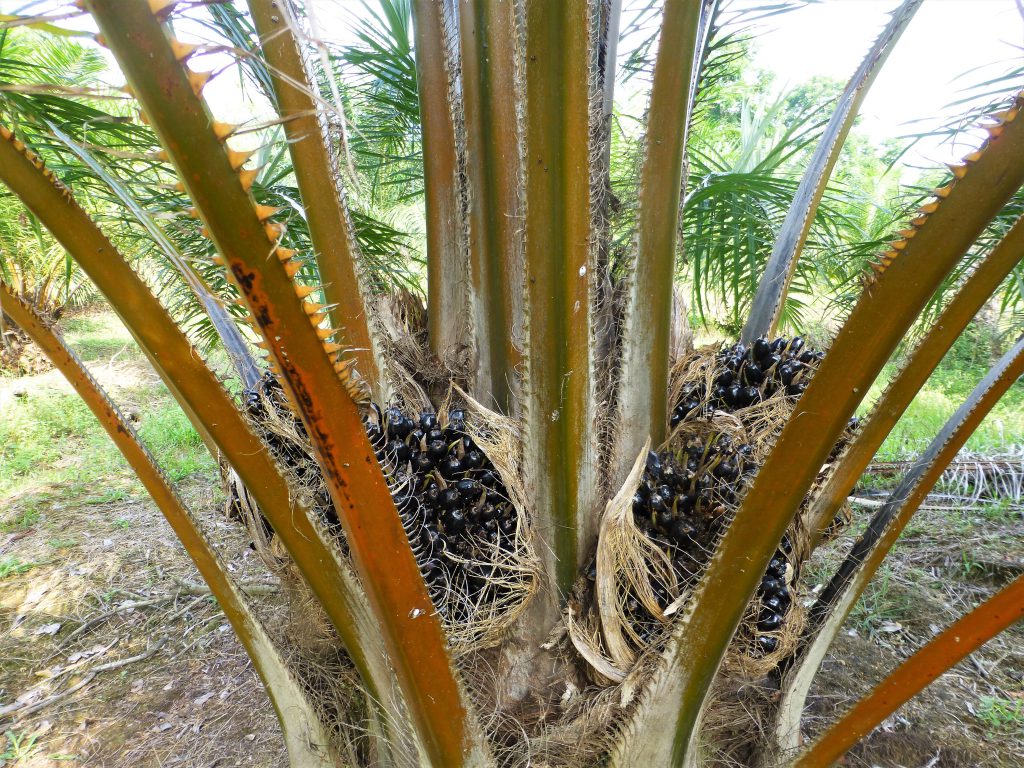 Bezoek aan de Vleermuisgrot in Bukit Lawang