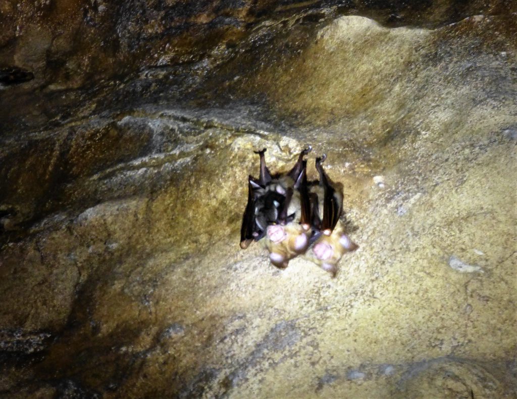 Batcave at Bukit Lawang
