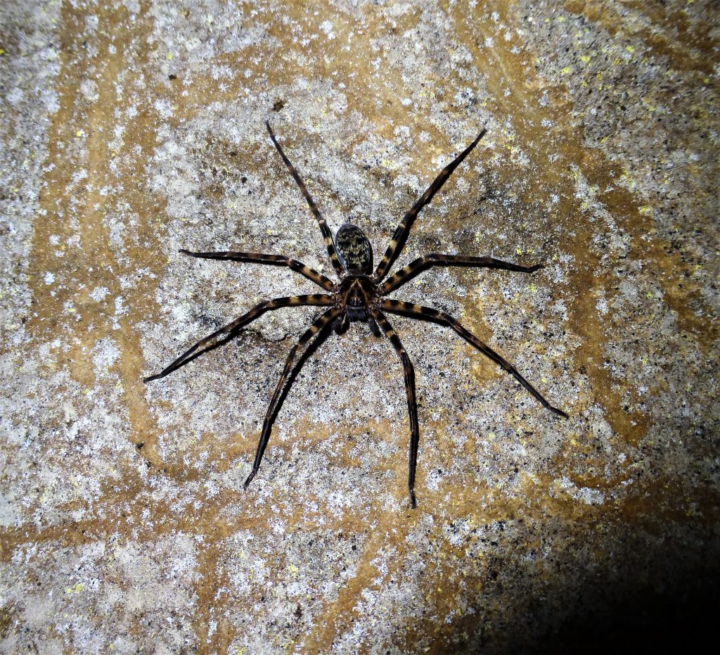 Batcave at Bukit Lawang