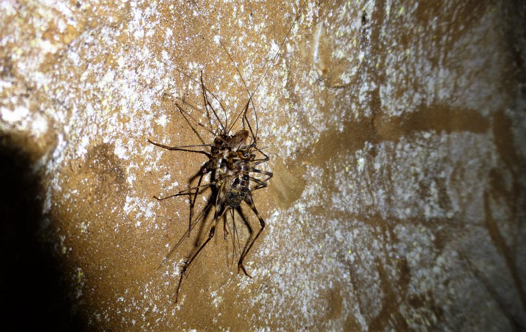 Batcave at Bukit Lawang