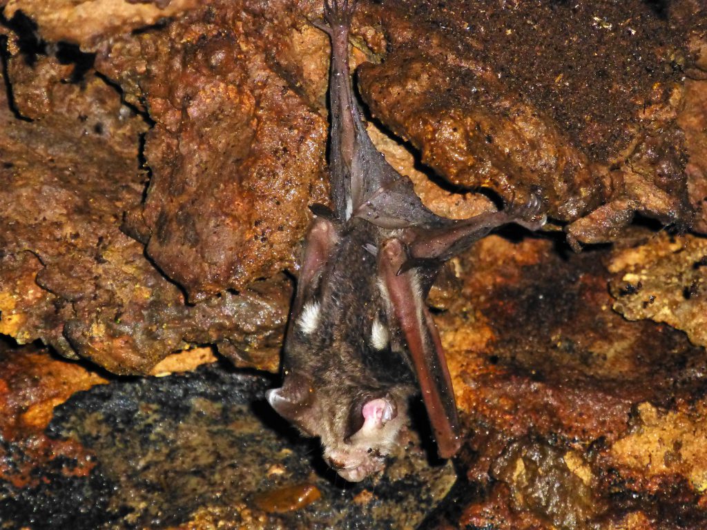 Batcave at Bukit Lawang