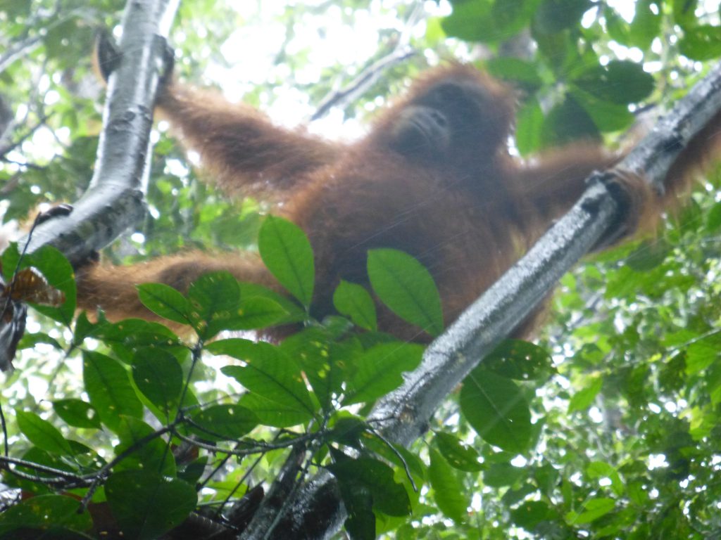 Seeing the Orangutan in the rainforest. Bukit Lawang - Indonesia