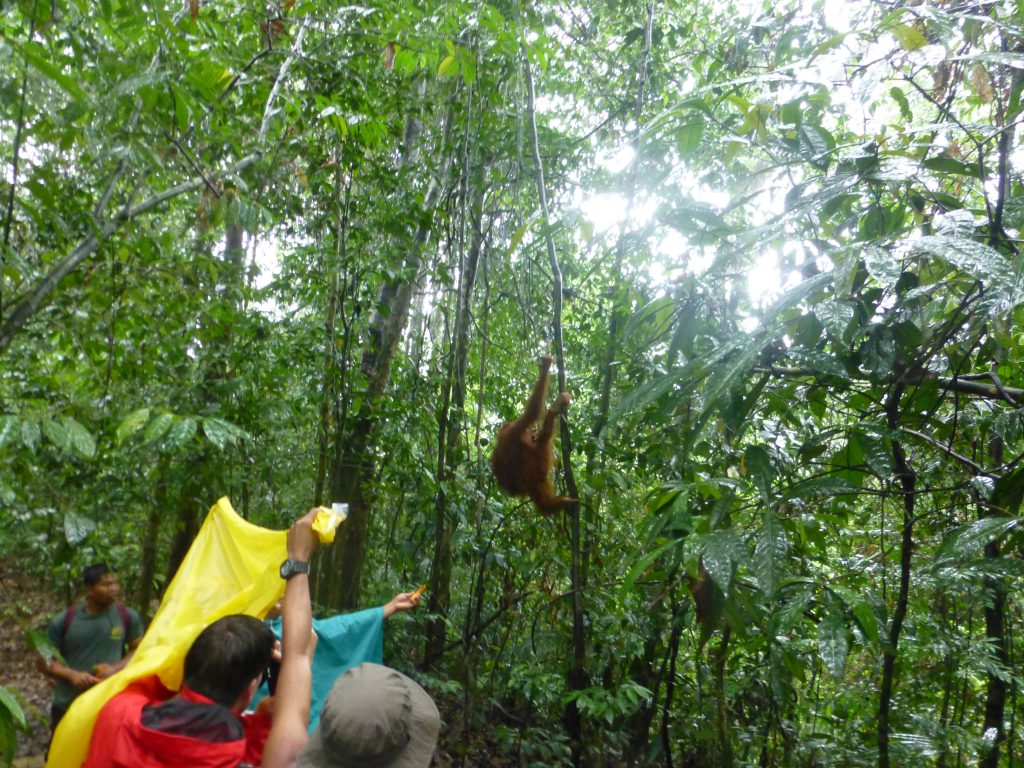 Seeing the Orang Oetan in the rainforest. Bukit Lawang - Indonesia