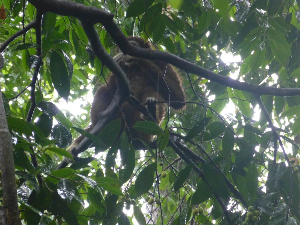Seeing the Orang Oetan in the rainforest. Bukit Lawang - Indonesia