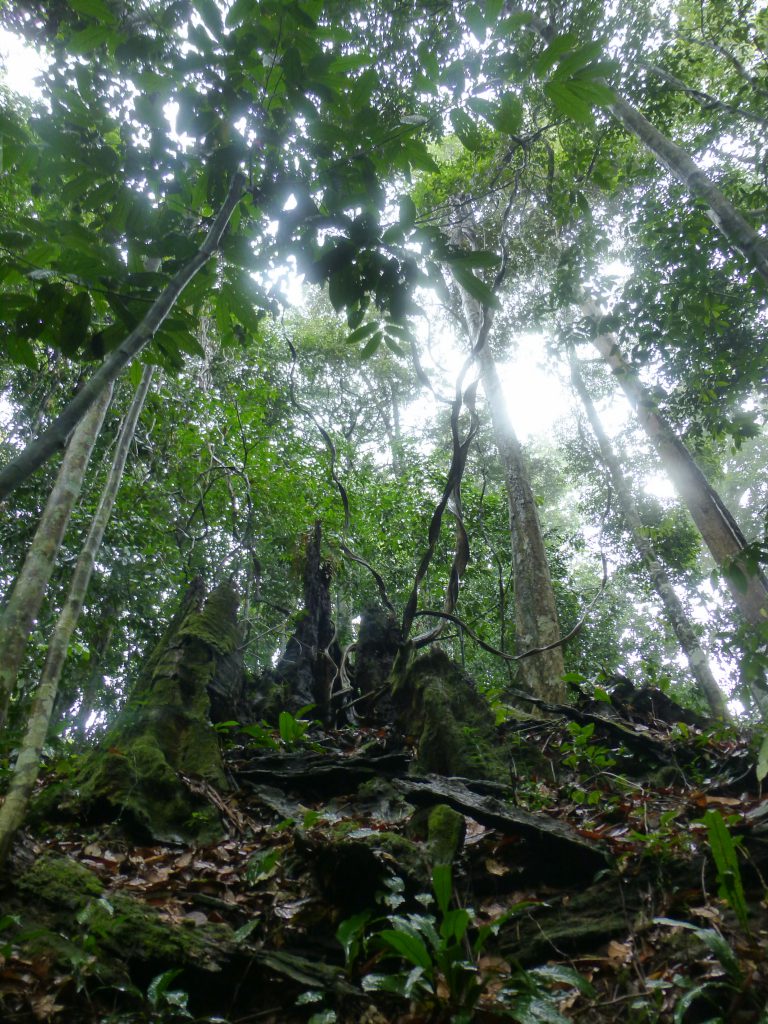 Seeing the Orangutan in the rainforest. Bukit Lawang - Indonesia