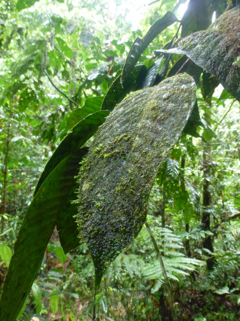 Seeing the Orangutan in the rainforest. Bukit Lawang - Indonesia