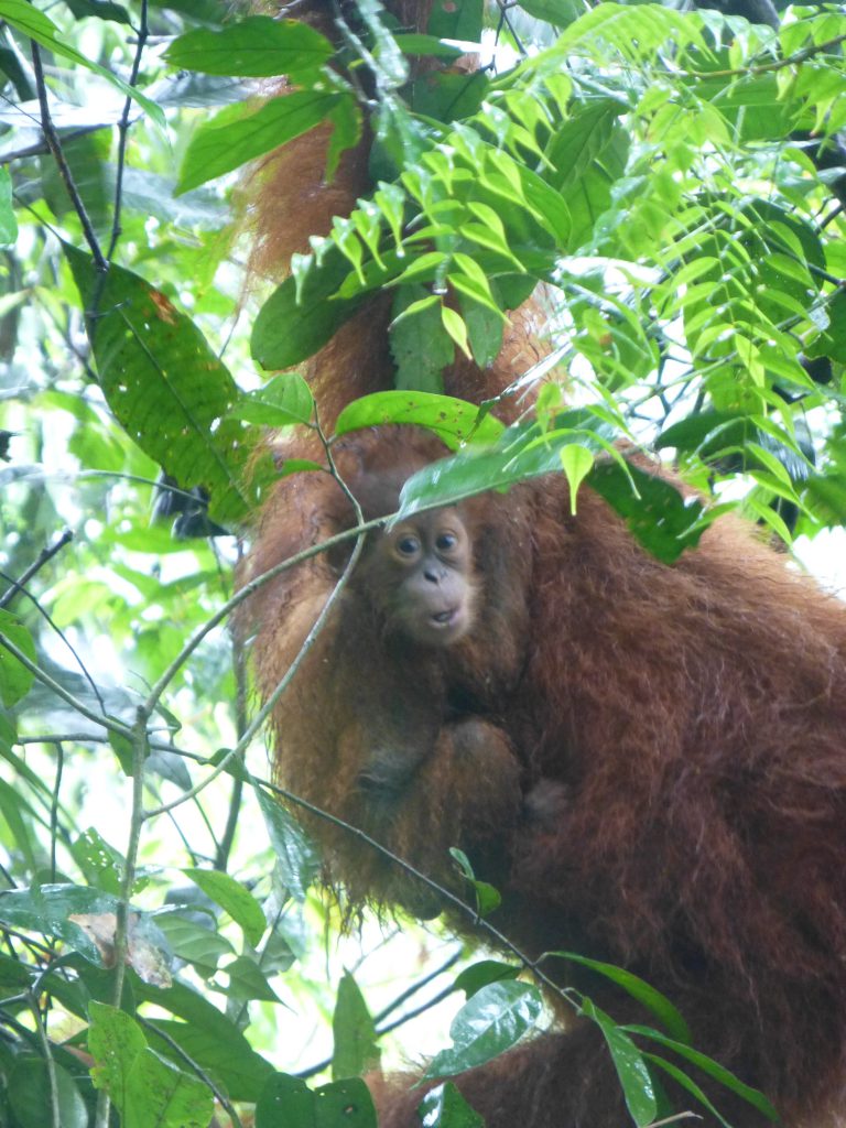 Seeing the Orangutan in the rainforest. Bukit Lawang - Indonesia