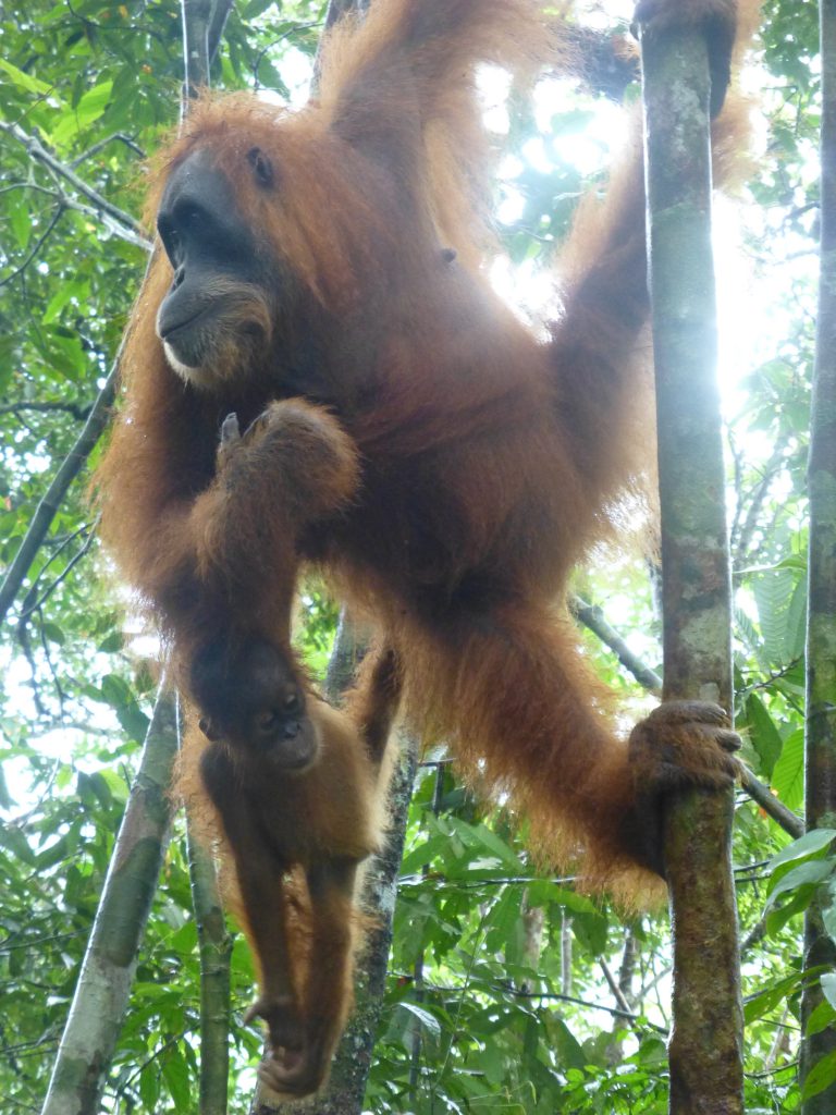 Seeing the Orangutan in the rainforest. Bukit Lawang - Indonesia