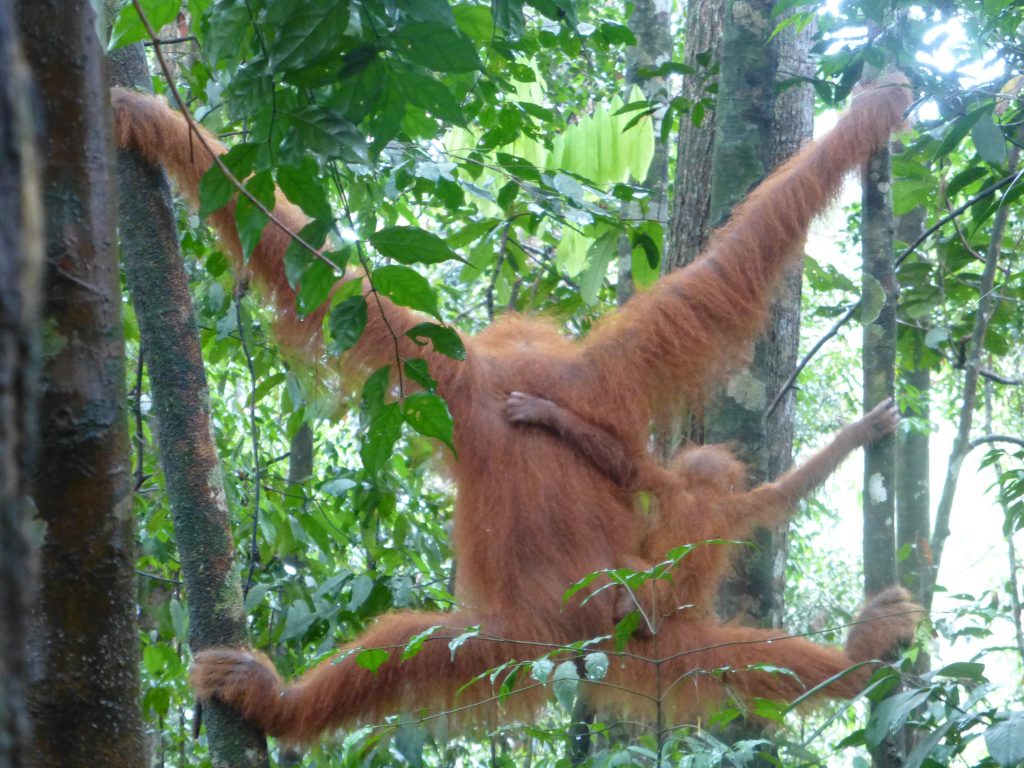 Seeing the Orangutan in the rainforest. Bukit Lawang - Indonesia