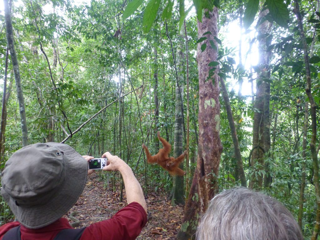 Seeing the Orangutan in the rainforest. Bukit Lawang - Indonesia