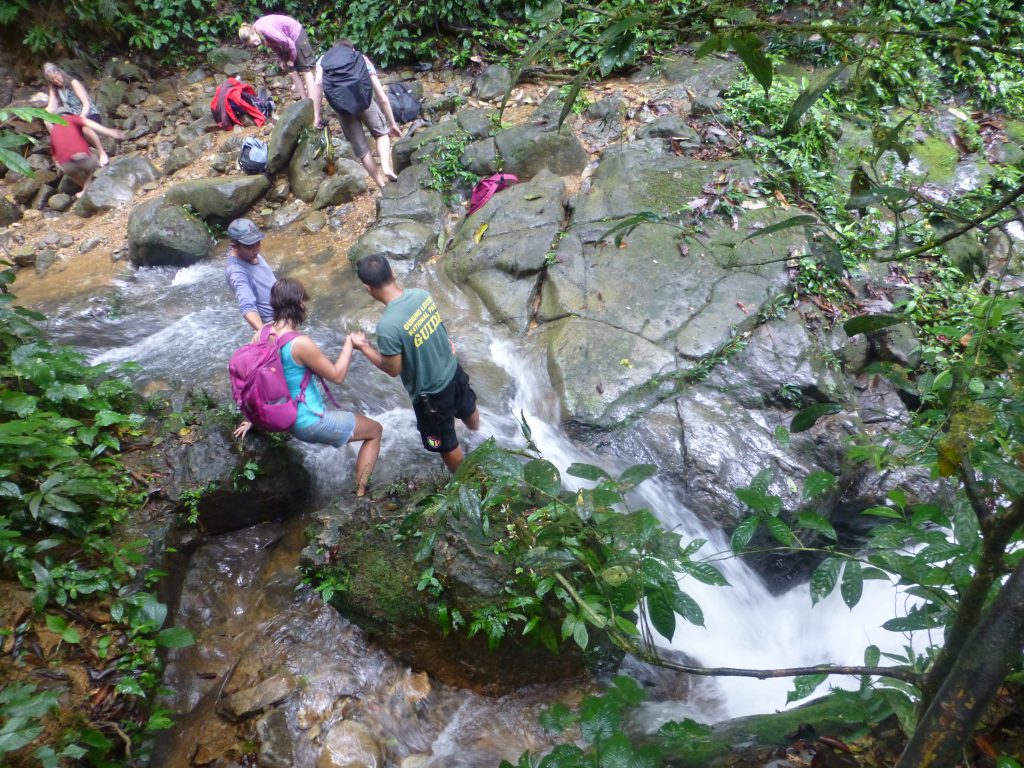 Seeing the Orangutan in the rainforest. Bukit Lawang - Indonesia