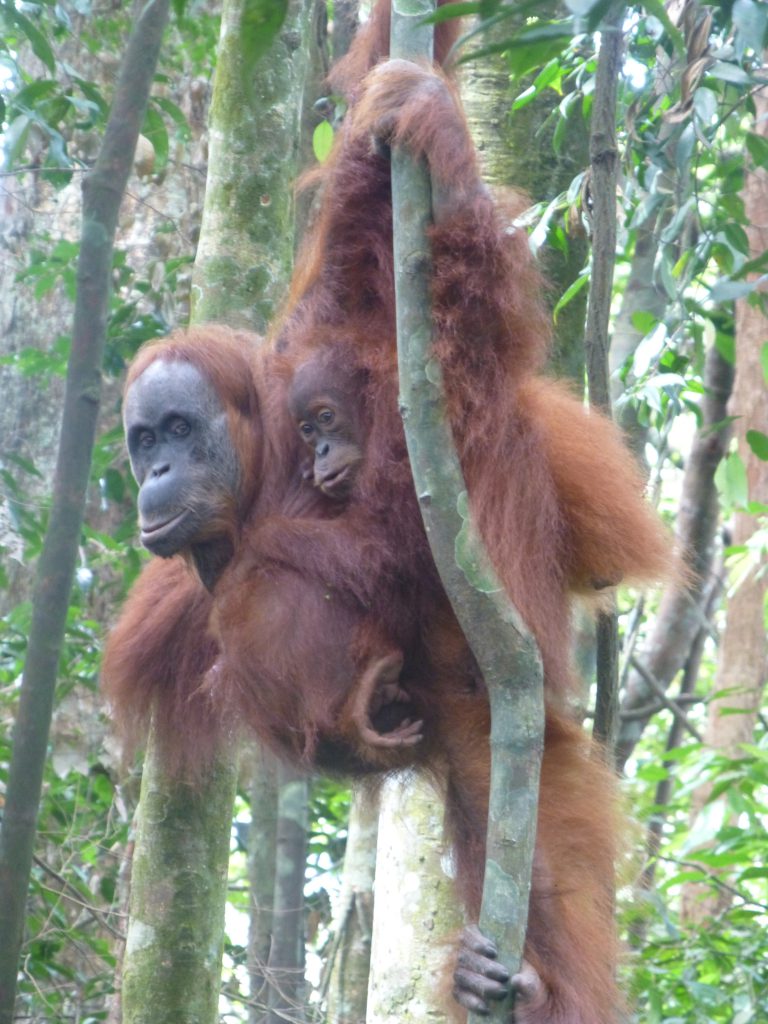 Seeing the Orangutan in the rainforest. Bukit Lawang - Indonesia