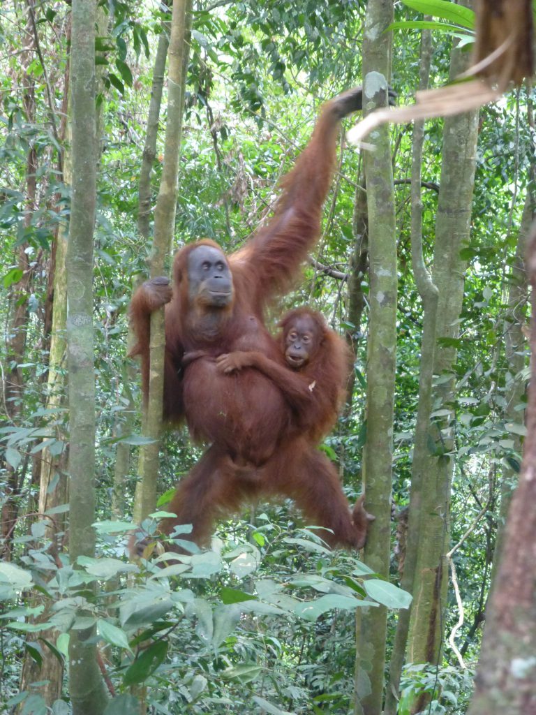 Seeing the Orangutan in the rainforest. Bukit Lawang - Indonesia