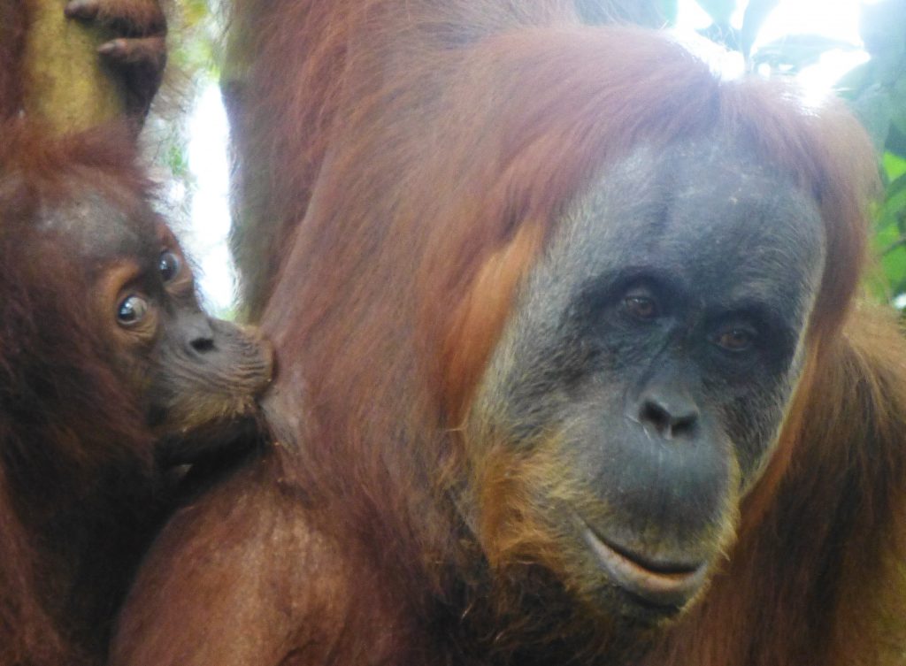 Seeing the Orangutan in the rainforest. Bukit Lawang - Indonesia