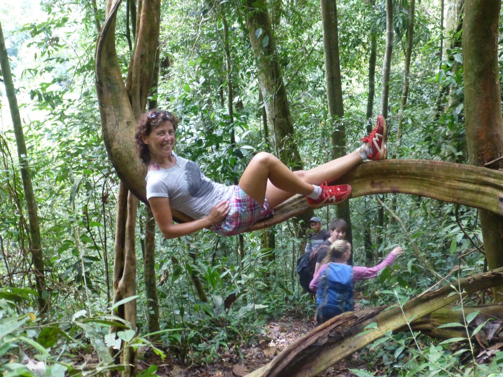 Seeing the Orangutan in the rainforest. Bukit Lawang - Indonesia