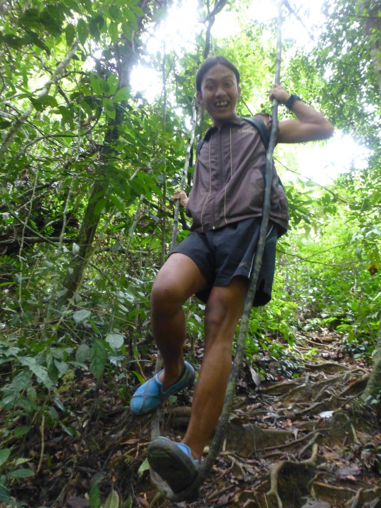 Seeing the Orangutan in the rainforest. Bukit Lawang - Indonesia