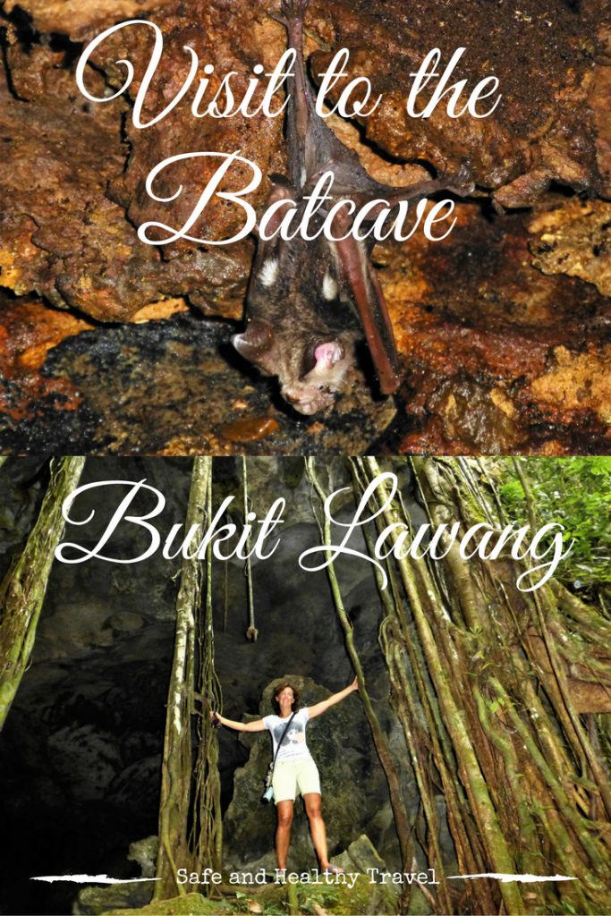A visit to the batcave at Bukit Lawang, Indonesia