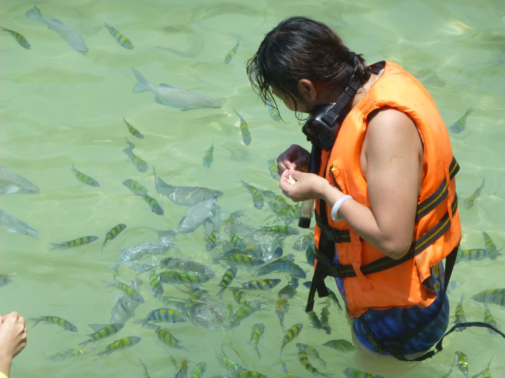 Snorkeling with the Blacktip Reef Shark at Pulau Payar