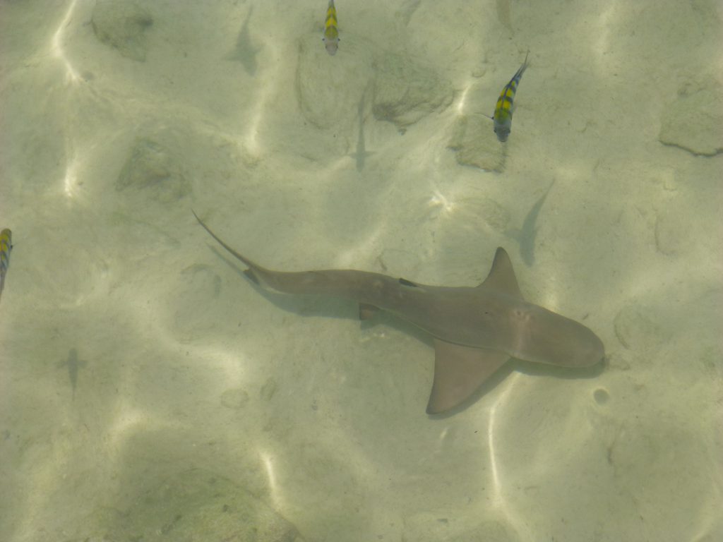 Snorkeling with the Blacktip Reef Shark at Pulau Payar