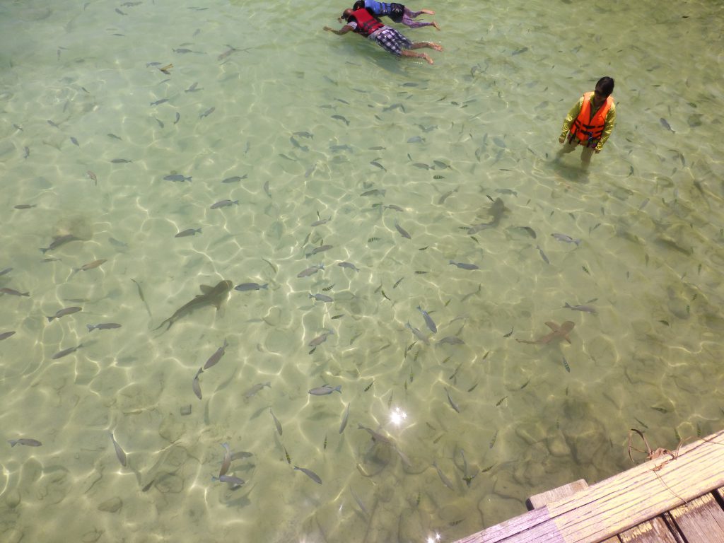 Snorkeling with the Blacktip Reef Shark at Pulau Payar