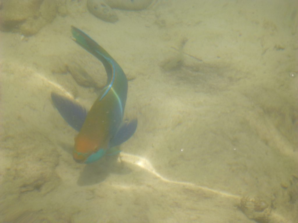 Snorkeling with the Blacktip Reef Shark at Pulau Payar