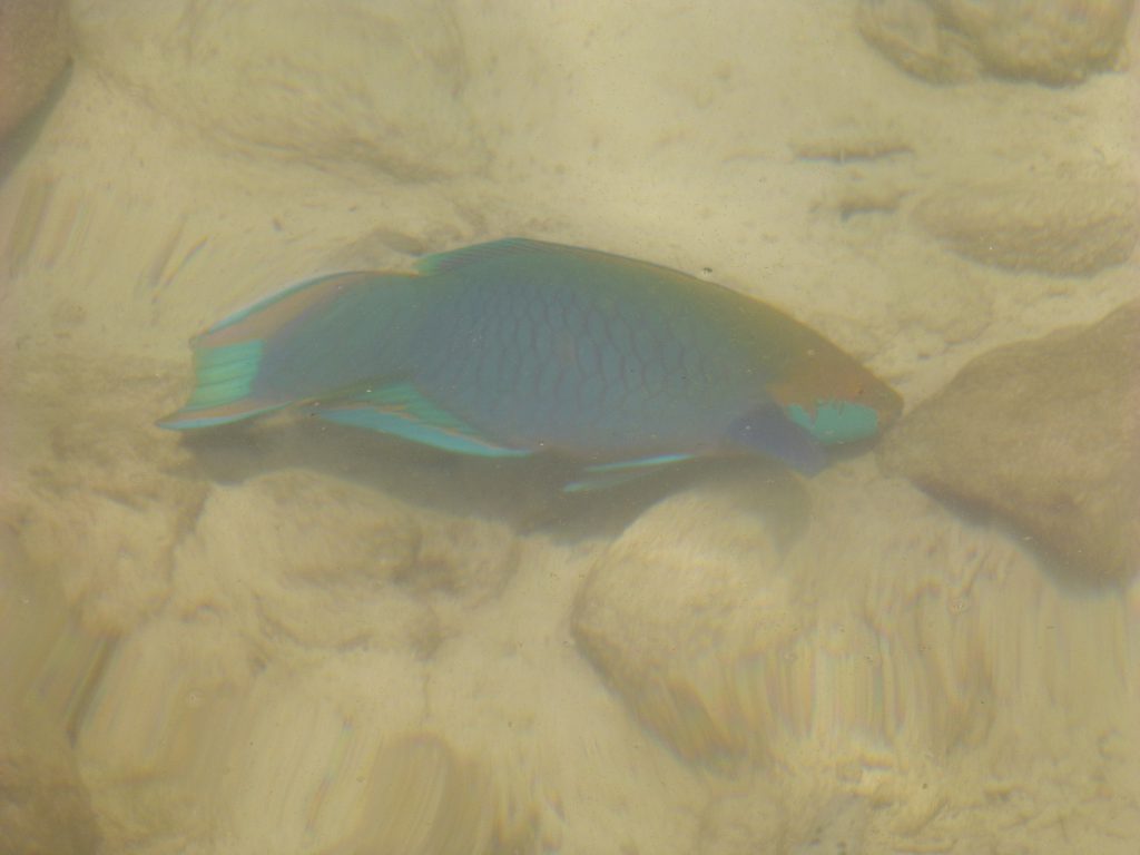 Snorkeling with the Blacktip Reef Shark at Pulau Payar