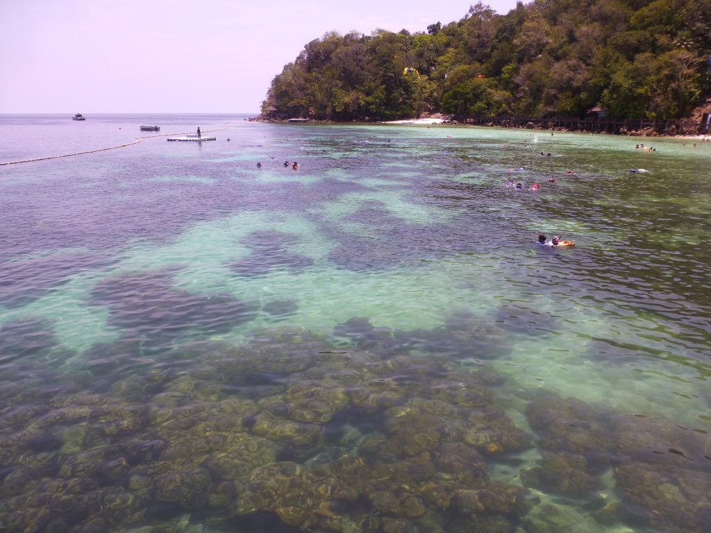 Snorkeling with the Blacktip Reef Shark at Pulau Payar