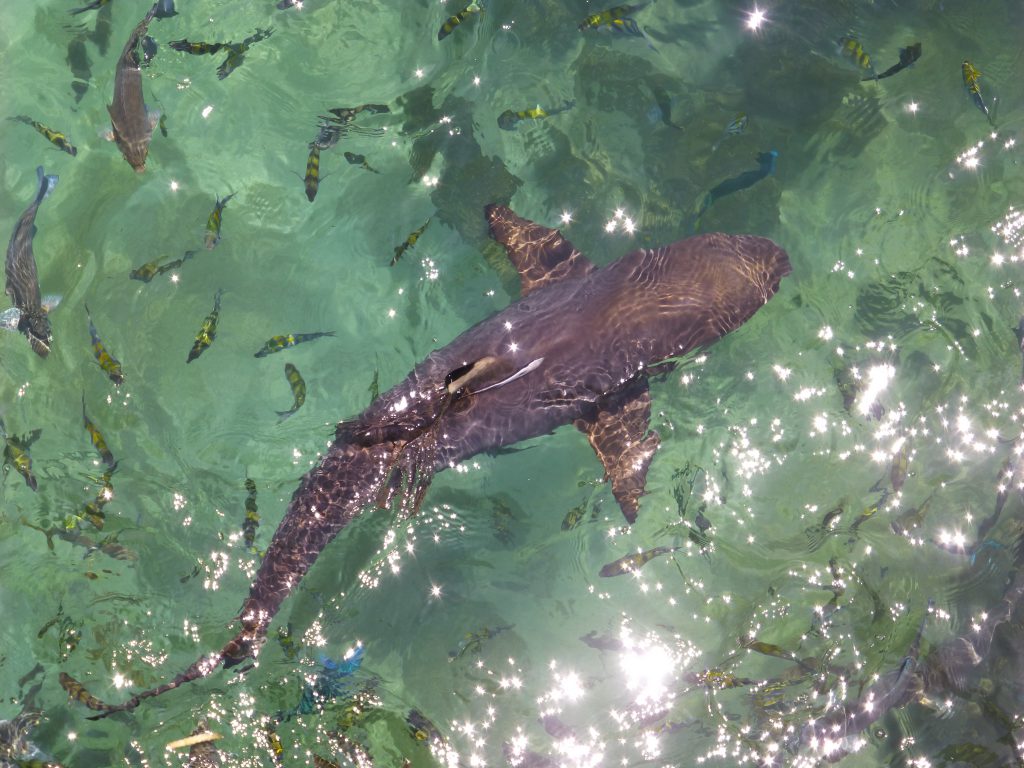 Snorkeling with the Blacktip Reef Shark at Pulau Payar