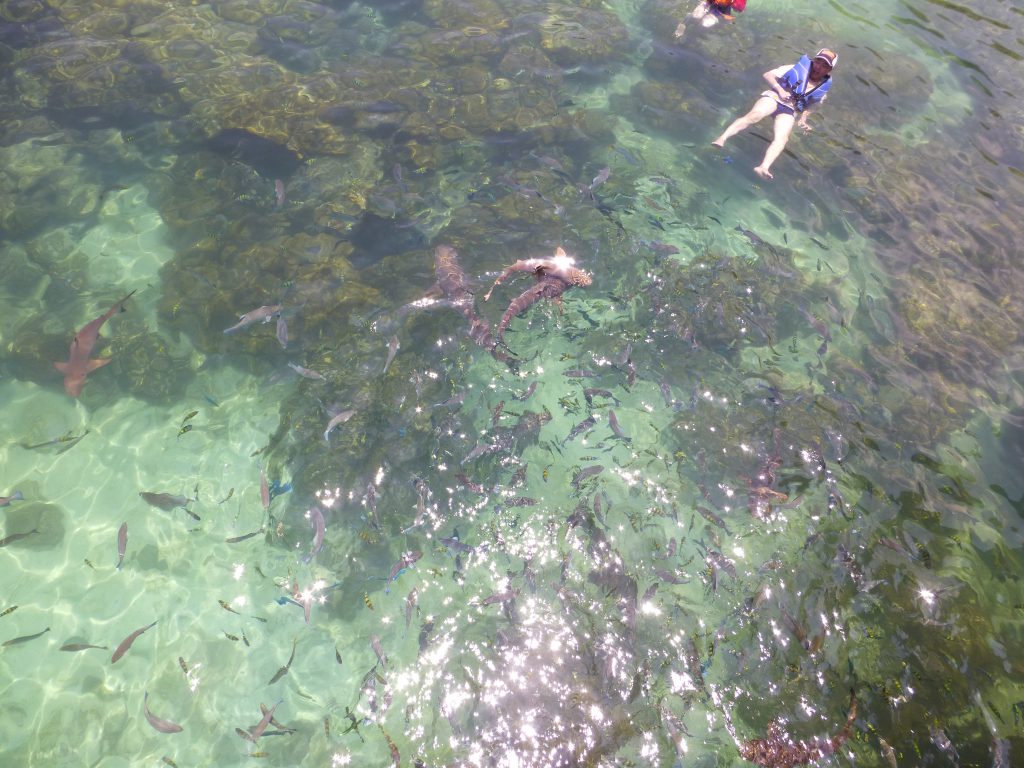 Snorkeling with the Blacktip Reef Shark at Pulau Payar