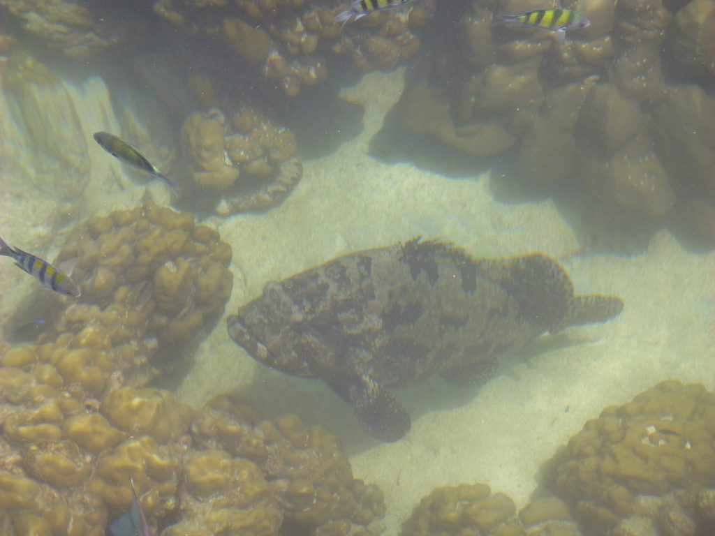 Snorkeling with the Blacktip Reef Shark at Pulau Payar