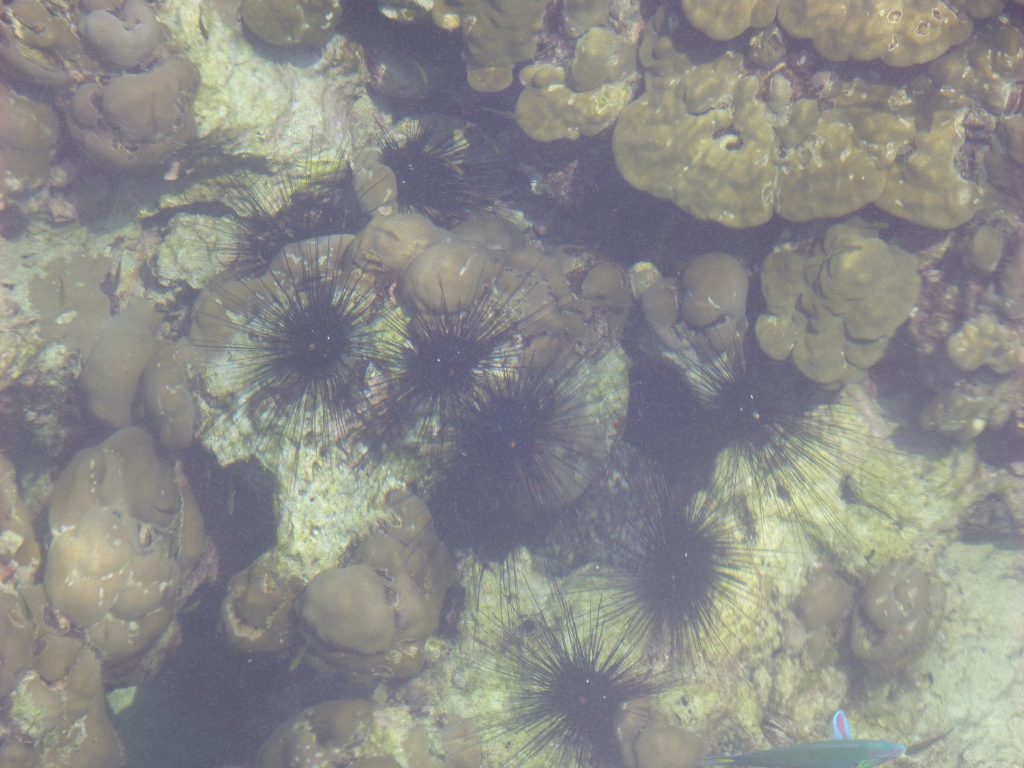 Snorkeling with the Blacktip Reef Shark at Pulau Payar